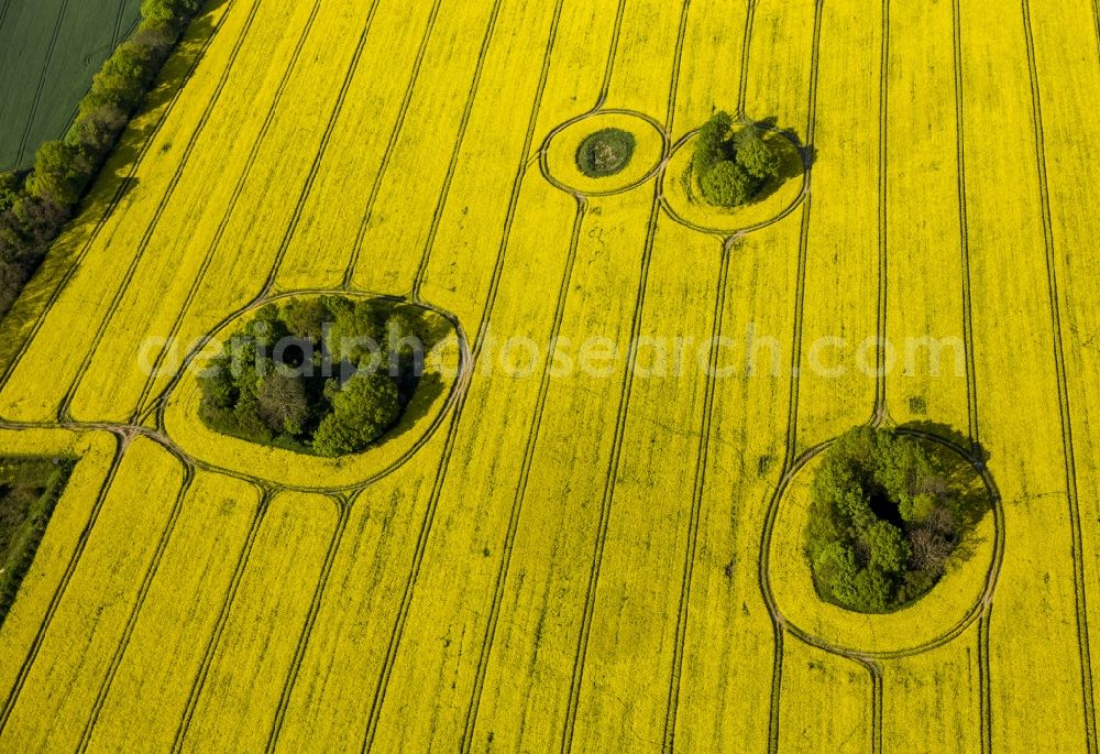 Groß Pankow (Prignitz) from above - View of blooming canola fields near Gross Pankow ( Prignitz ) in the state Brandenburg