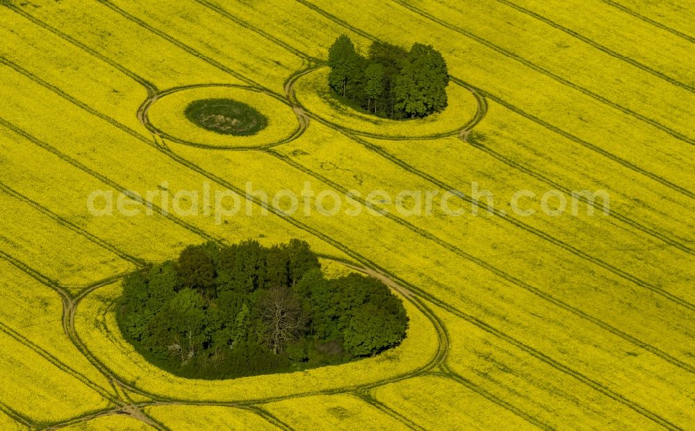 Groß Pankow (Prignitz) from the bird's eye view: View of blooming canola fields near Gross Pankow ( Prignitz ) in the state Brandenburg