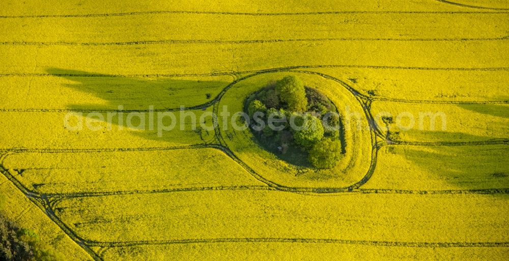 Klink from above - View of canola fields near Klink in the state Mecklenburg-West Pomerania