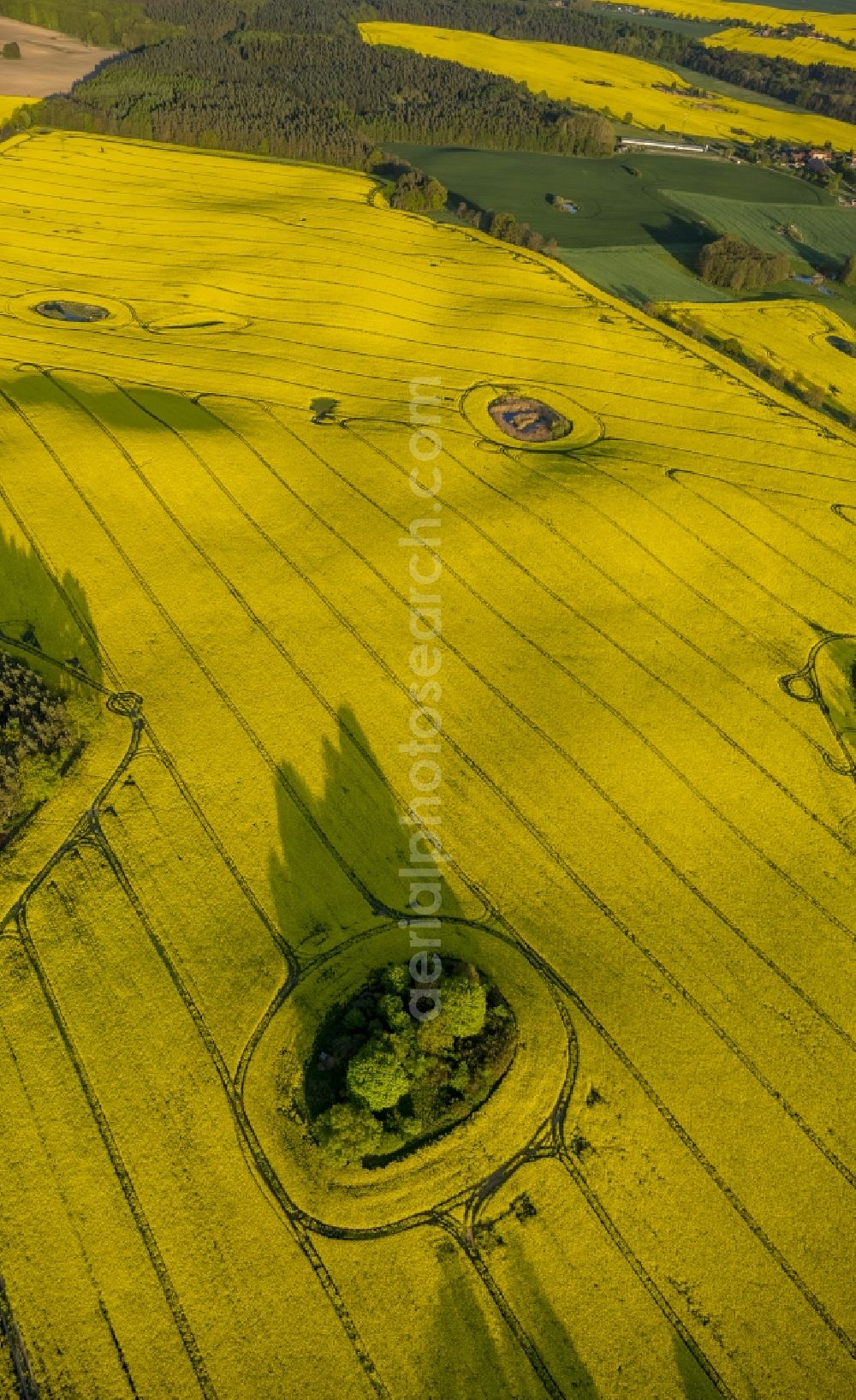 Klink from the bird's eye view: View of canola fields near Klink in the state Mecklenburg-West Pomerania