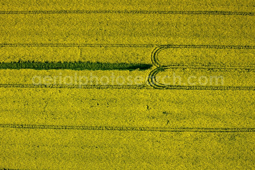 Aerial photograph Klink - View of canola fields near Klink in the state Mecklenburg-West Pomerania