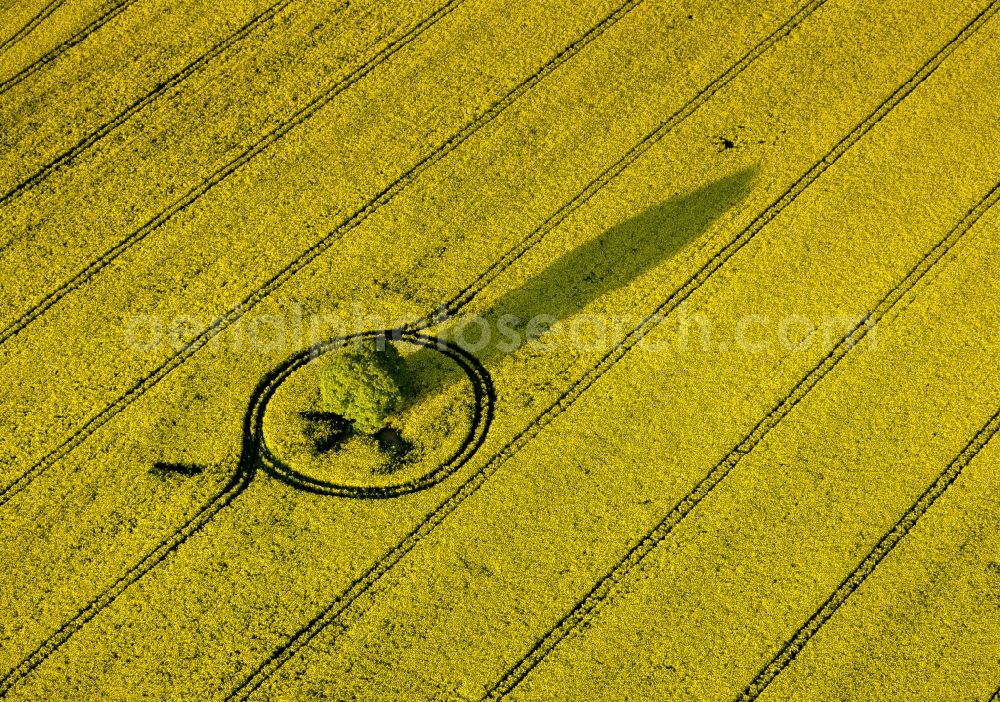 Klink from above - View of canola fields near Klink in the state Mecklenburg-West Pomerania