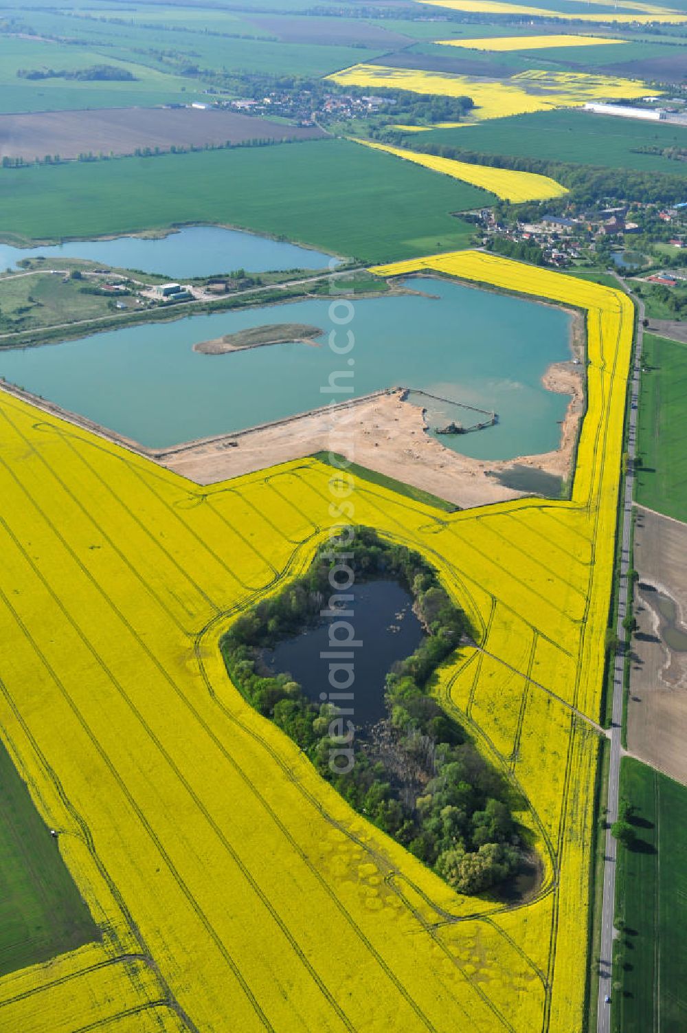 Aerial photograph Kloschwitz - Views of rape and canola fields in the countryside near Kloschwitz in Saxony-Anhalt