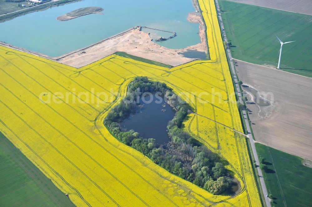 Kloschwitz from the bird's eye view: Views of rape and canola fields in the countryside near Kloschwitz in Saxony-Anhalt