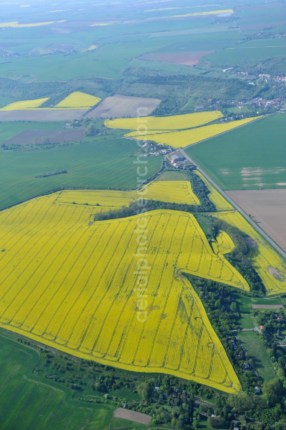 Aerial photograph Kloschwitz - Views of rape and canola fields in the countryside near Kloschwitz in Saxony-Anhalt