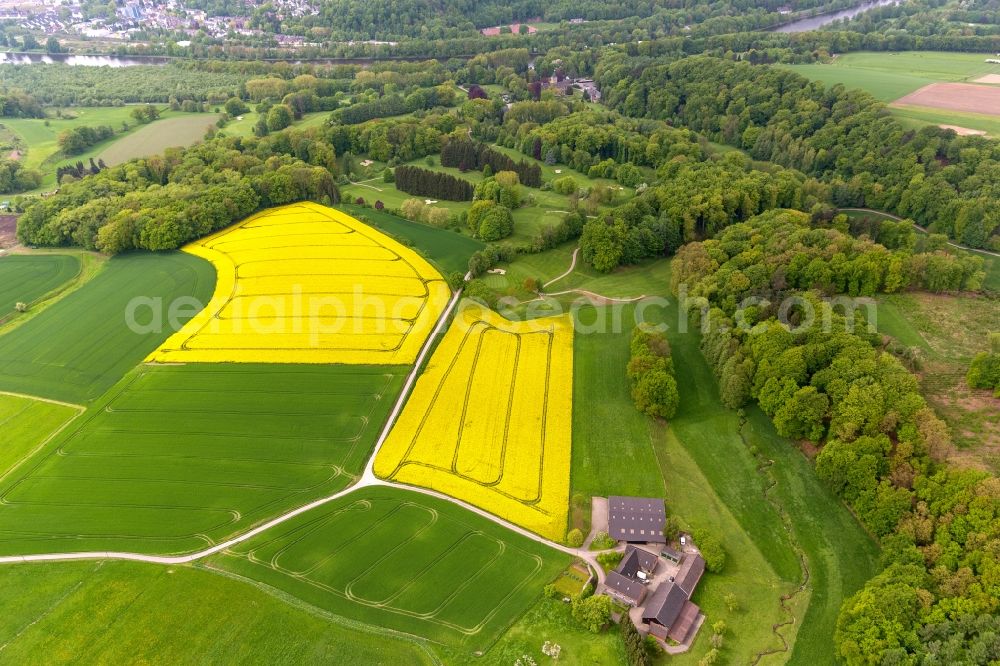 Laupendahl from the bird's eye view: Landscape with blooming rape fields belonging to a farm near Laupendahl in North Rhine-Westphalia