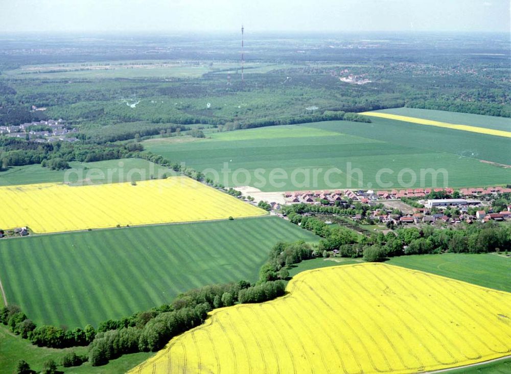 Schildow / Brandenburg from the bird's eye view: Rapsfelder nordöstlich von Schildow / Brandenburg