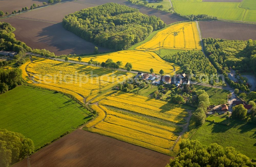 Hamm OT Lohauserholz from the bird's eye view: View of rape field structures in the district of Lohauserholz in Hamm in the state of North Rhine-Westphalia