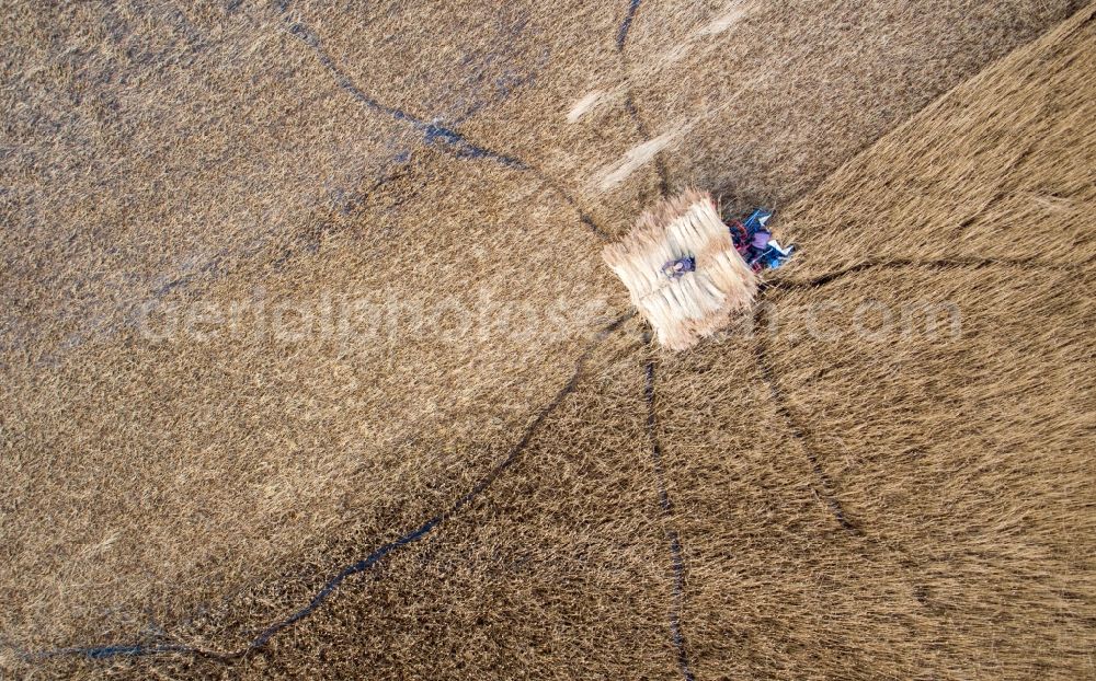 Barth from above - Reth bales during the removal of the harvest on reed fields on Barther Bodden in Barth in the state Mecklenburg - Western Pomerania, Germany