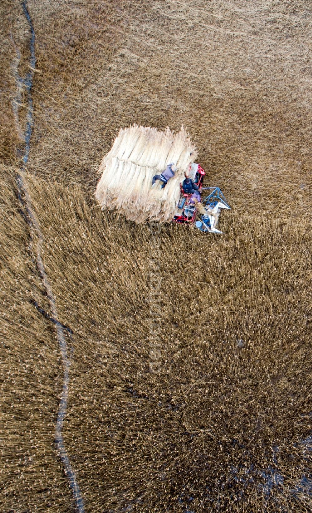 Barth from the bird's eye view: Reth bales during the removal of the harvest on reed fields on Barther Bodden in Barth in the state Mecklenburg - Western Pomerania, Germany