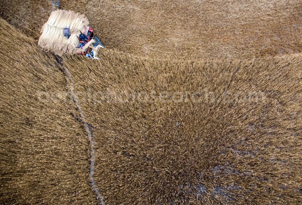 Aerial image Barth - Reth bales during the removal of the harvest on reed fields on Barther Bodden in Barth in the state Mecklenburg - Western Pomerania, Germany