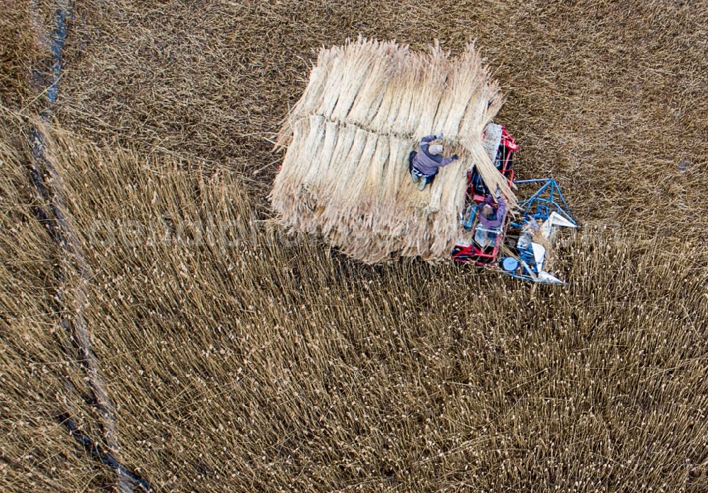 Aerial photograph Barth - Reth bales during the removal of the harvest on reed fields on Barther Bodden in Barth in the state Mecklenburg - Western Pomerania, Germany