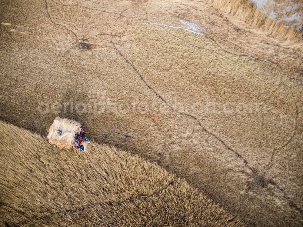 Barth from above - Reth bales during the removal of the harvest on reed fields on Barther Bodden in Barth in the state Mecklenburg - Western Pomerania, Germany