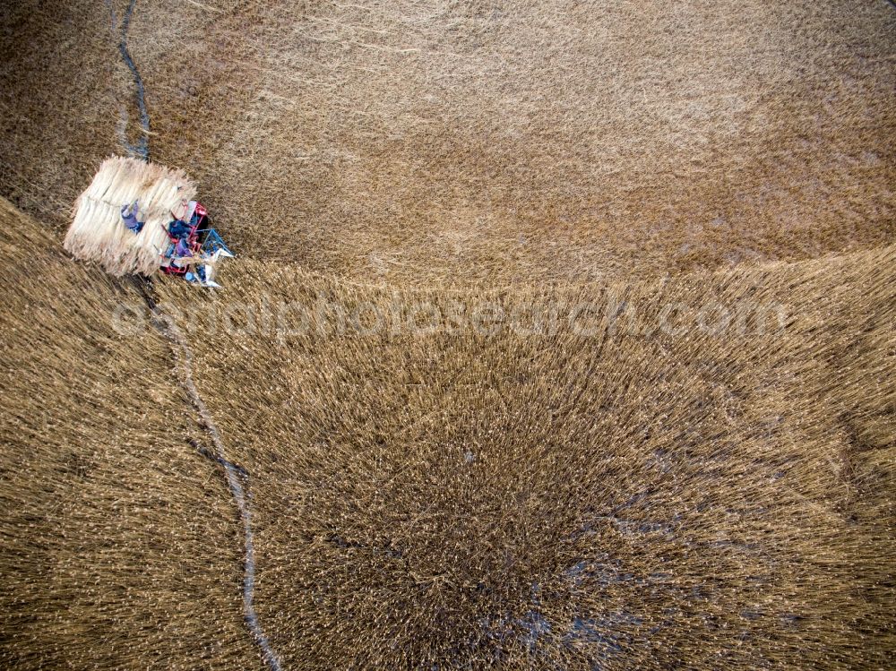 Barth from the bird's eye view: Reth bales during the removal of the harvest on reed fields on Barther Bodden in Barth in the state Mecklenburg - Western Pomerania, Germany