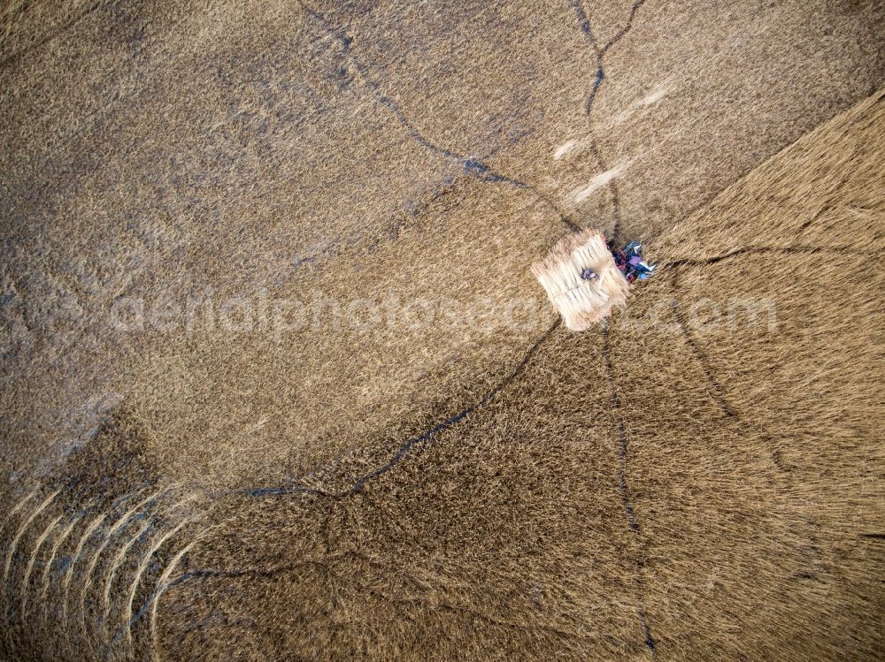 Aerial image Barth - Reth bales during the removal of the harvest on reed fields on Barther Bodden in Barth in the state Mecklenburg - Western Pomerania, Germany