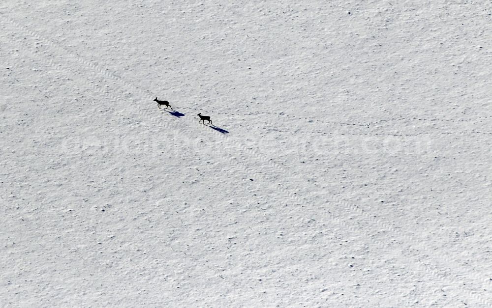 Aerial image Bösleben-Wüllersleben - Deer and tracks on a snow covered field in Boesleben in the state of Thuringia