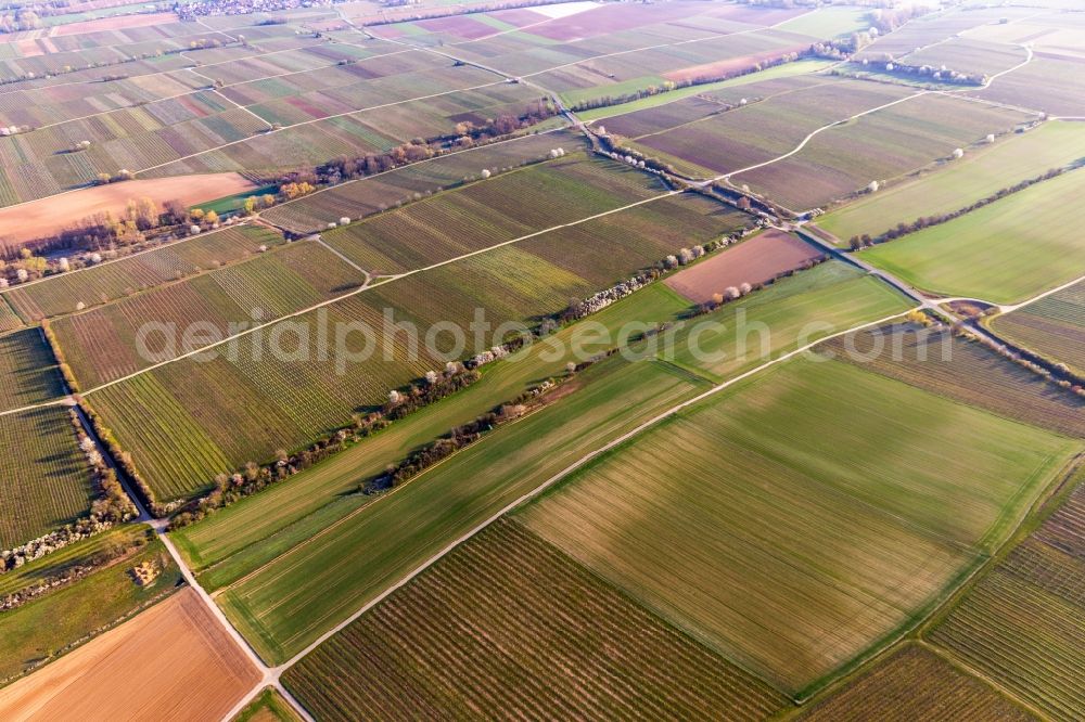 Aerial photograph Essingen - Rows of blossoming trees on Riedgraben in Essingen in the state Rhineland-Palatinate, Germany