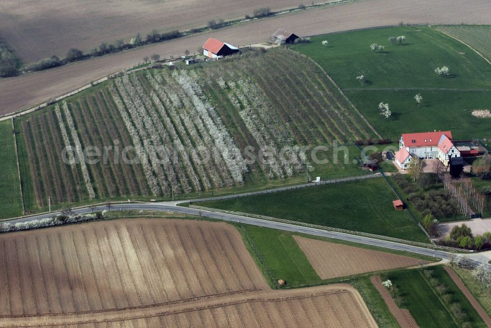 Aerial photograph Kleinfahner - Rows of blooming fruit trees on a field at Kleinfahner in Thuringia