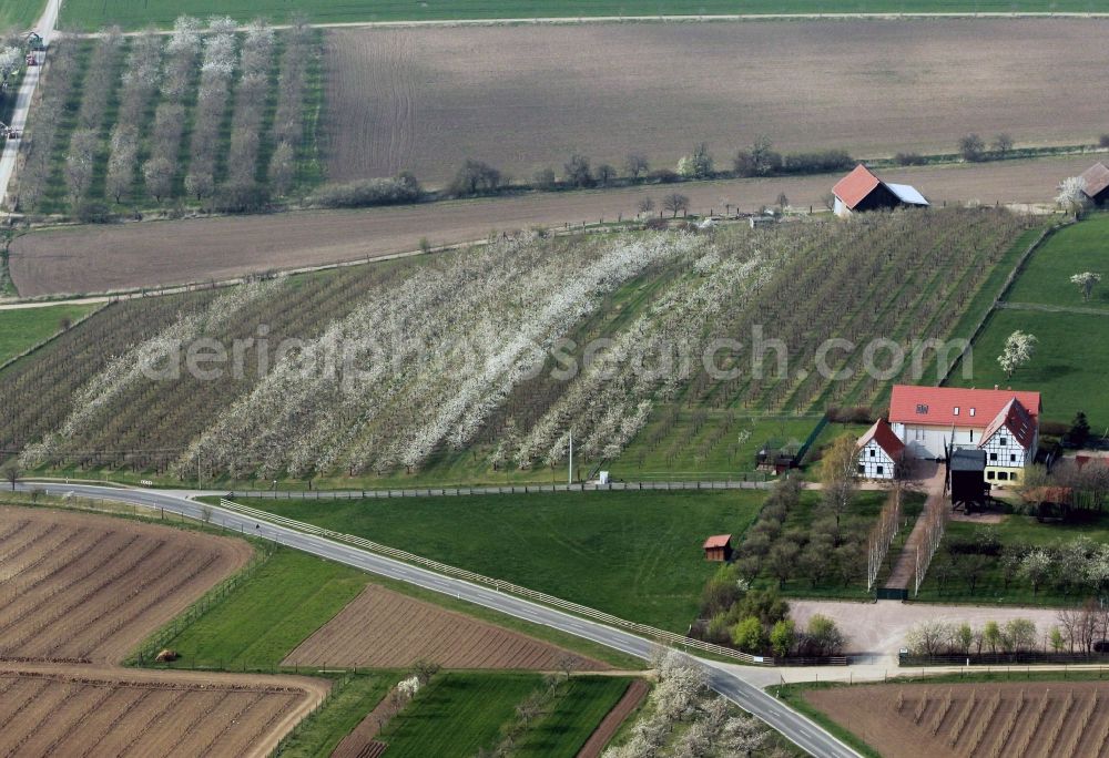 Kleinfahner from the bird's eye view: Rows of blooming fruit trees on a field at Kleinfahner in Thuringia