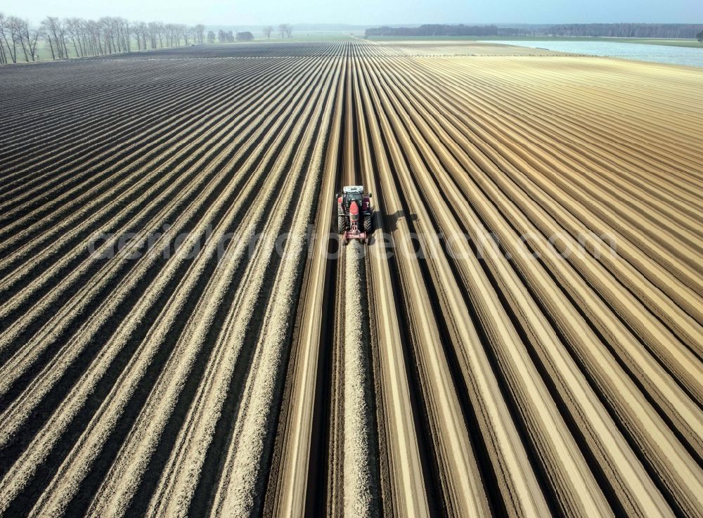 Aerial photograph Beelitz - Rows with asparagus fields in Beelitz in the state Brandenburg, Germany