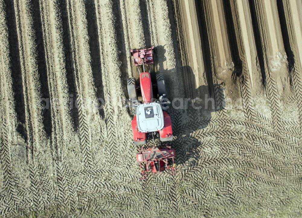 Beelitz from above - Rows with asparagus fields in Beelitz in the state Brandenburg, Germany