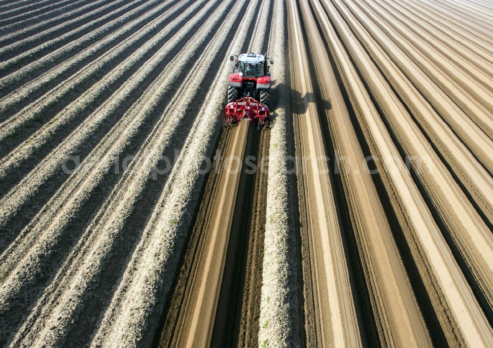 Beelitz from the bird's eye view: Rows with asparagus fields in Beelitz in the state Brandenburg, Germany