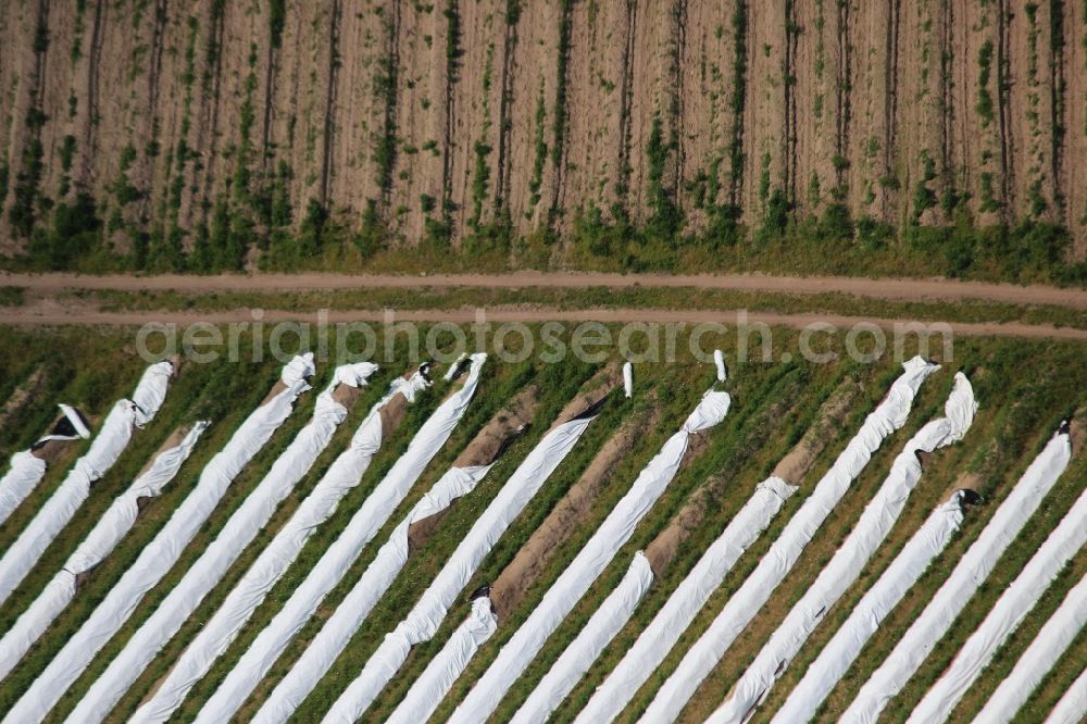 Aerial photograph Beelitz - Rows with asparagus growing on field surfaces in Beelitz in the state Brandenburg