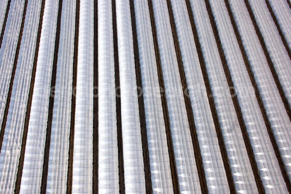 Beelitz from the bird's eye view: Rows with asparagus growing on field surfaces in Beelitz in the state Brandenburg, Germany