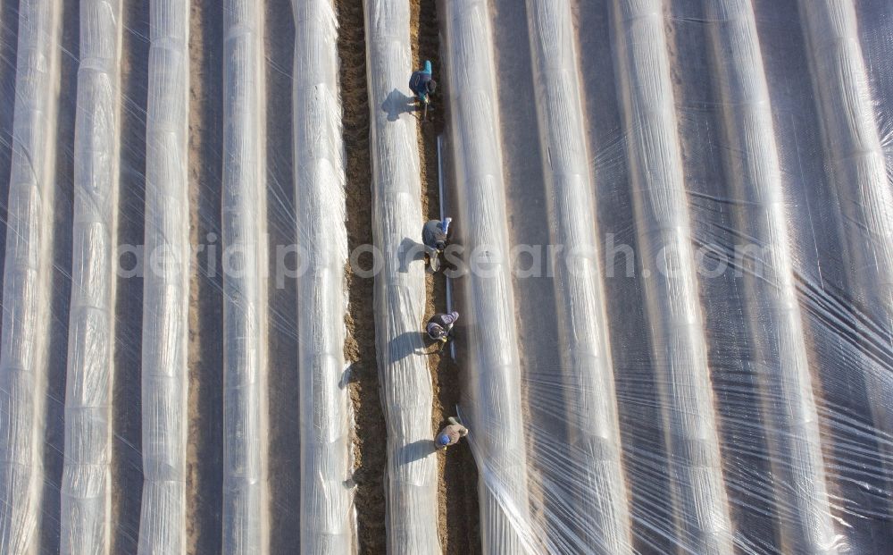 Aerial image Beelitz - Rows with asparagus growing on field surfaces in Beelitz in the state Brandenburg, Germany