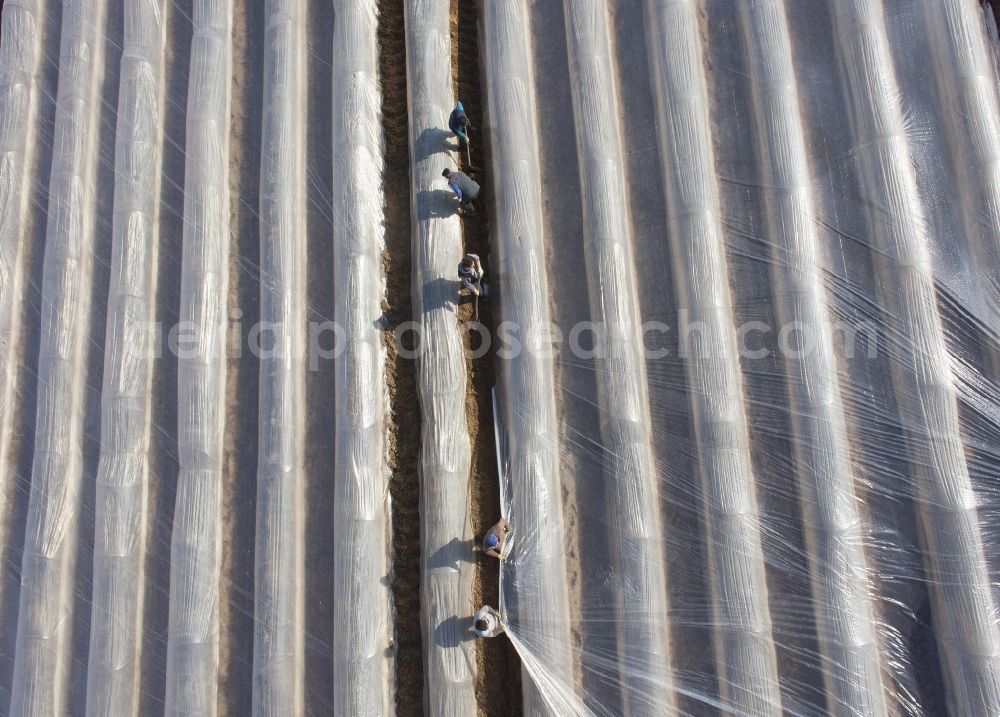 Aerial photograph Beelitz - Rows with asparagus growing on field surfaces in Beelitz in the state Brandenburg, Germany