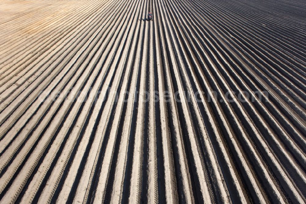 Aerial image Beelitz - Rows with asparagus growing on field surfaces in Beelitz in the state Brandenburg, Germany