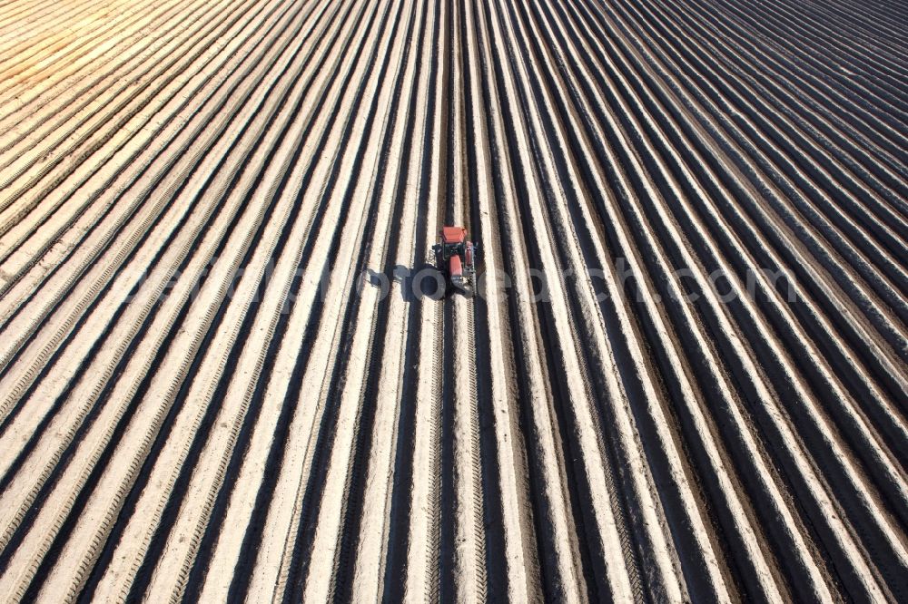 Aerial photograph Beelitz - Rows with asparagus growing on field surfaces in Beelitz in the state Brandenburg, Germany