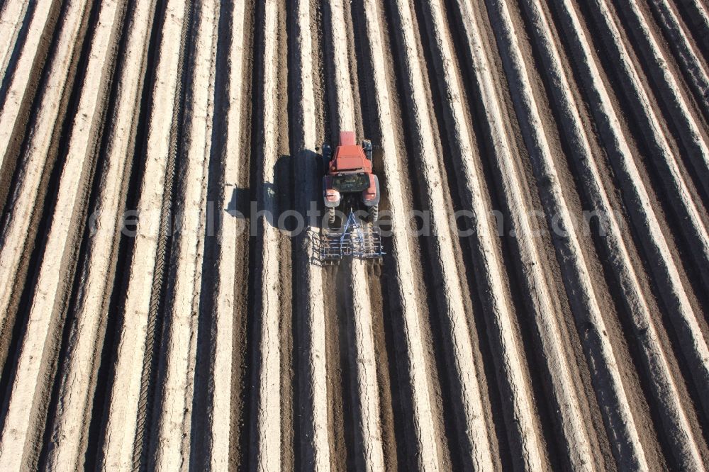 Beelitz from above - Rows with asparagus growing on field surfaces in Beelitz in the state Brandenburg, Germany