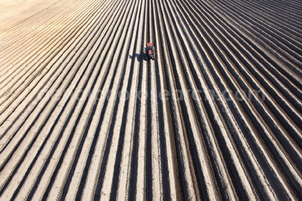 Beelitz from the bird's eye view: Rows with asparagus growing on field surfaces in Beelitz in the state Brandenburg, Germany