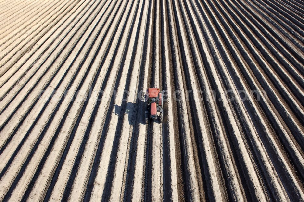 Aerial image Beelitz - Rows with asparagus growing on field surfaces in Beelitz in the state Brandenburg, Germany