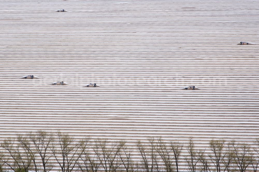 Aerial image Butzow - Rows with asparagus growing on field surfaces in Butzow in the state Brandenburg, Germany