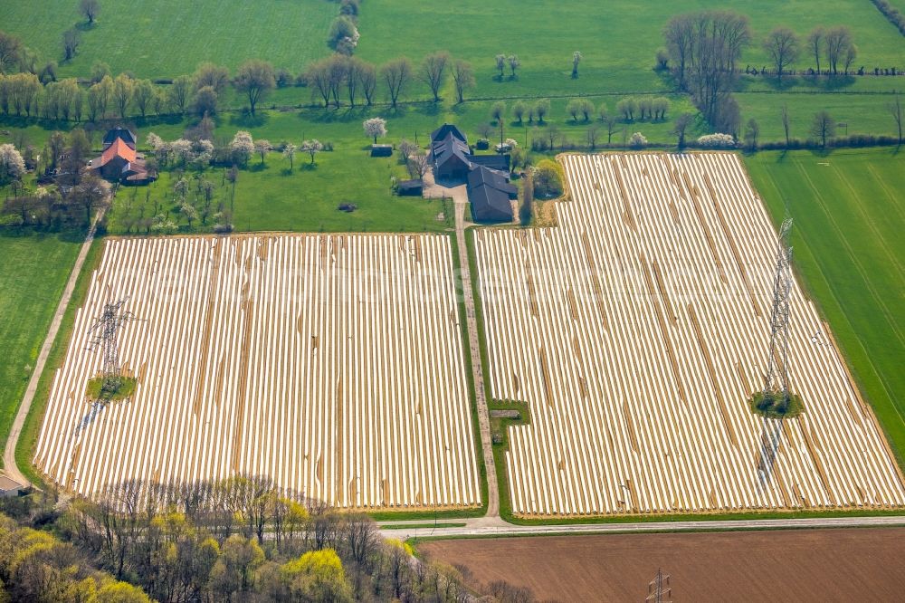 Aerial image Friedrichsfeld - Rows with asparagus growing on field surfaces in Friedrichsfeld in the state North Rhine-Westphalia, Germany