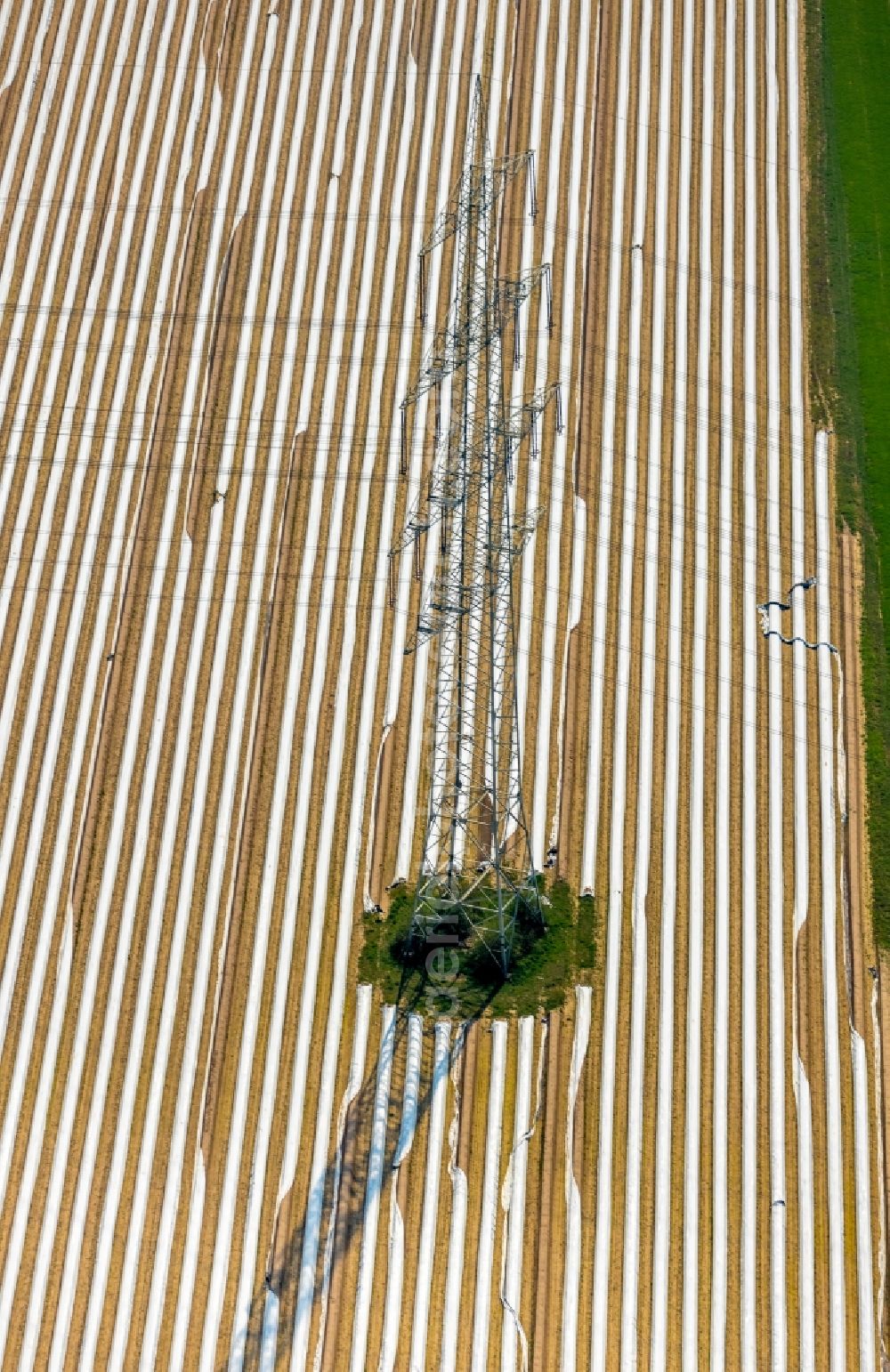 Friedrichsfeld from above - Rows with asparagus growing on field surfaces in Friedrichsfeld in the state North Rhine-Westphalia, Germany