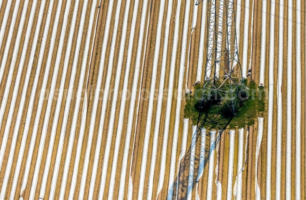 Friedrichsfeld from the bird's eye view: Rows with asparagus growing on field surfaces in Friedrichsfeld in the state North Rhine-Westphalia, Germany