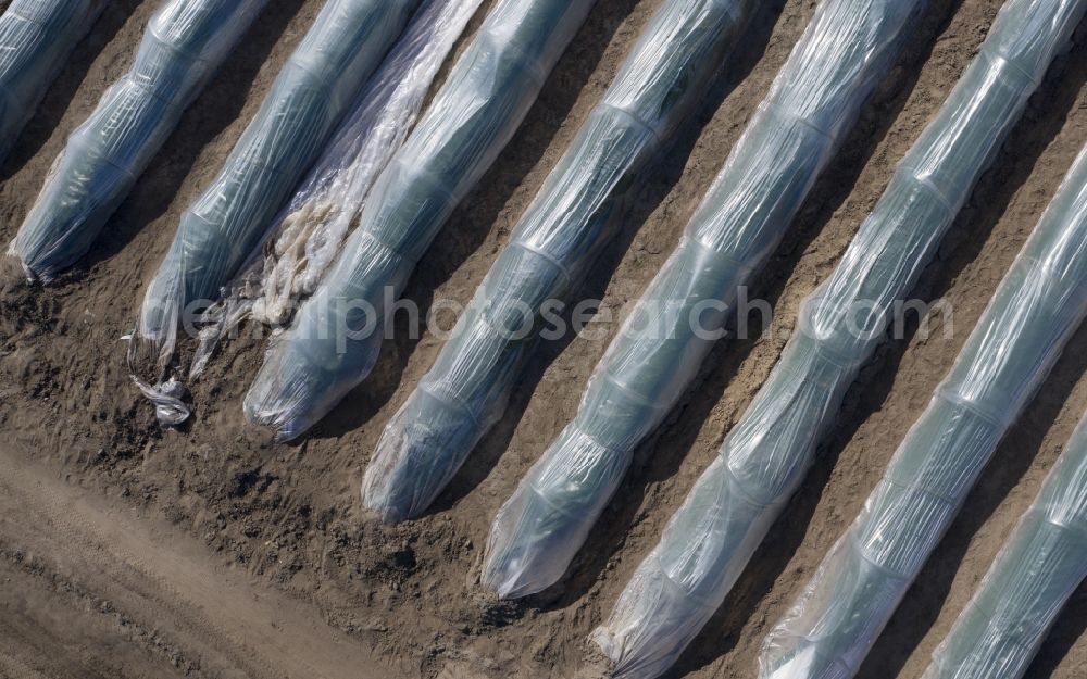 Kremmen from the bird's eye view: Rows with asparagus growing on field surfaces in Kremmen in the state Brandenburg, Germany