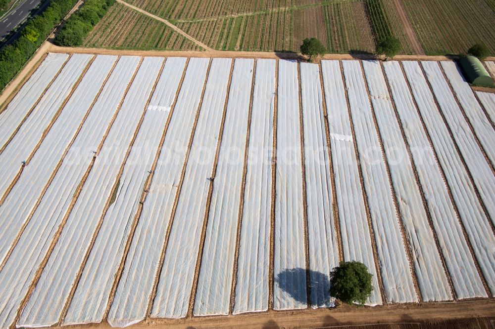 Ruppertsberg from the bird's eye view: Rows with asparagus growing on field surfaces in the district Koenigsbach in Ruppertsberg in the state Rhineland-Palatinate