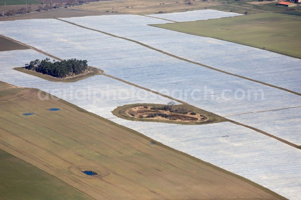 Aerial photograph Rheinsberg - Rows with asparagus growing on field surfaces in Rheinsberg in the state Brandenburg, Germany