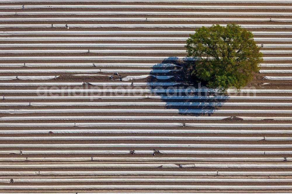 Aerial photograph Wesel - Rows with asparagus growing on field surfaces in Wesel in the state North Rhine-Westphalia, Germany