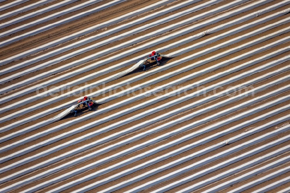 Wesel from above - Rows with asparagus growing on field surfaces in Wesel in the state North Rhine-Westphalia, Germany