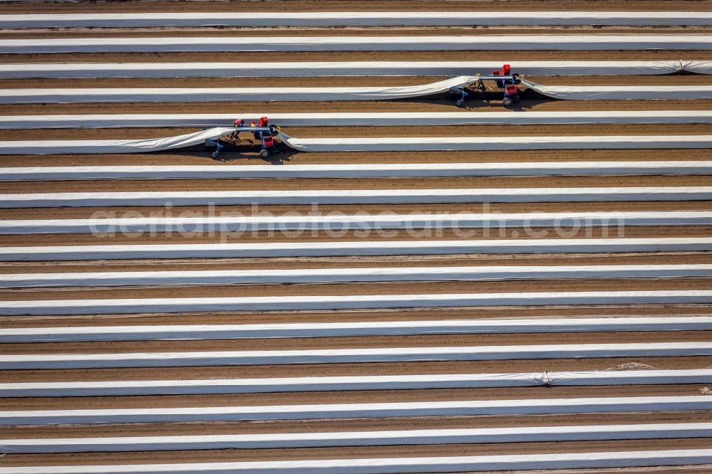 Wesel from the bird's eye view: Rows with asparagus growing on field surfaces in Wesel in the state North Rhine-Westphalia, Germany