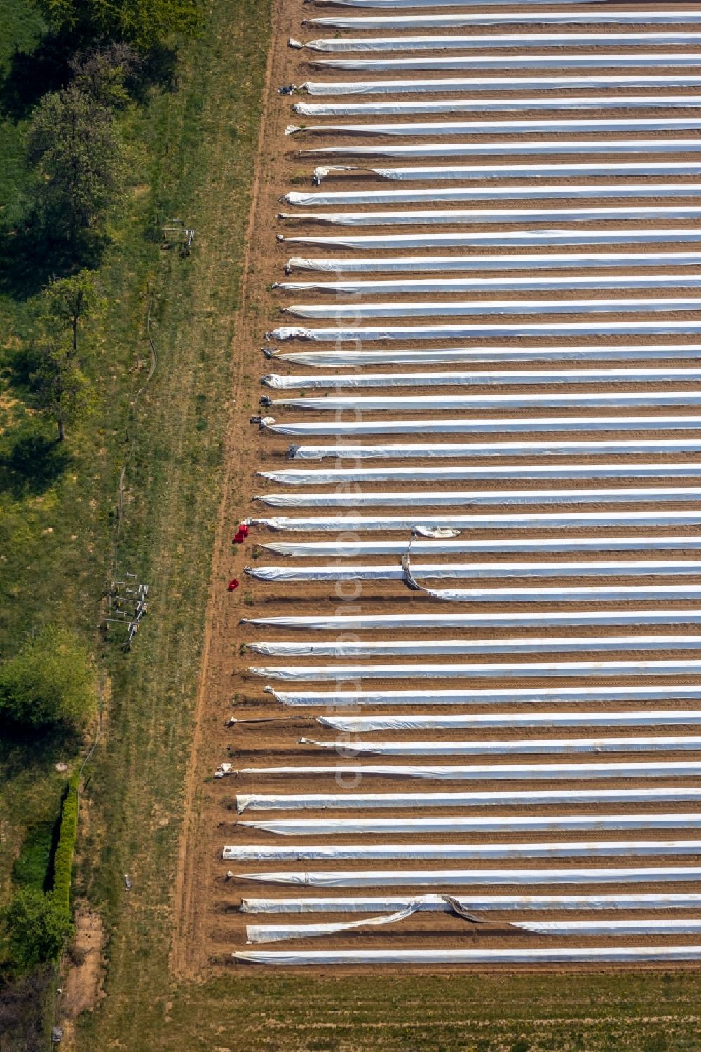 Aerial image Wesel - Rows with asparagus growing on field surfaces in Wesel in the state North Rhine-Westphalia, Germany