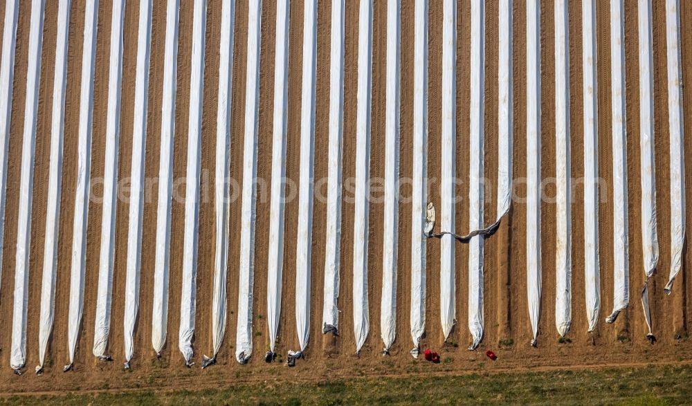 Aerial photograph Wesel - Rows with asparagus growing on field surfaces in Wesel in the state North Rhine-Westphalia, Germany