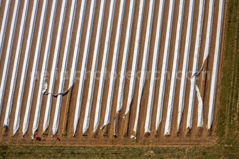 Wesel from above - Rows with asparagus growing on field surfaces in Wesel in the state North Rhine-Westphalia, Germany