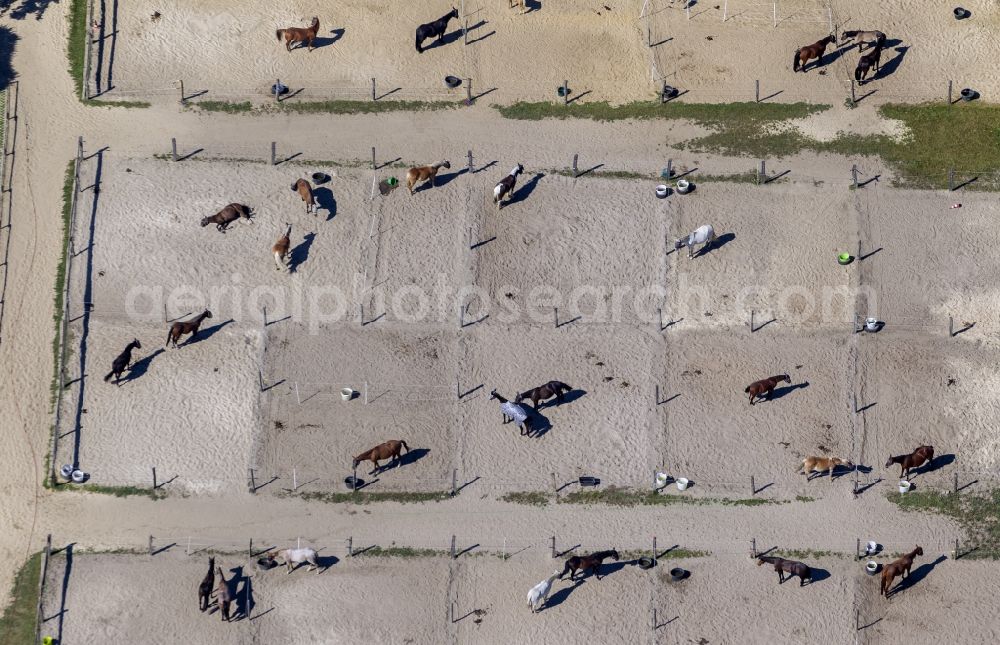 Aerial photograph Bochum - Horse riding by the side of the street Harenburg in Bochum- Wattenscheid in the Ruhr area in North Rhine-Westphalia