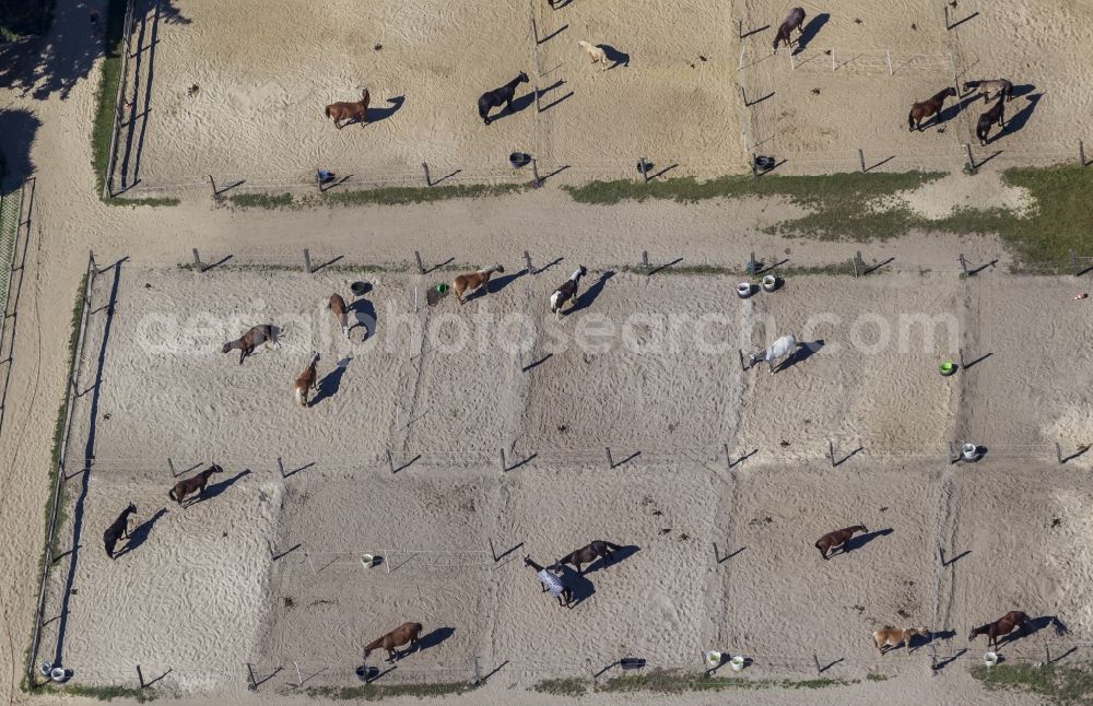 Bochum from the bird's eye view: Horse riding by the side of the street Harenburg in Bochum- Wattenscheid in the Ruhr area in North Rhine-Westphalia